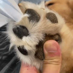 Trendora™ Electric Fur Trimmer
